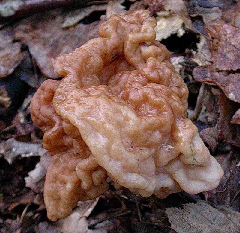 Gyromitra sp. (cfr G. ticiniana/G. gigas)