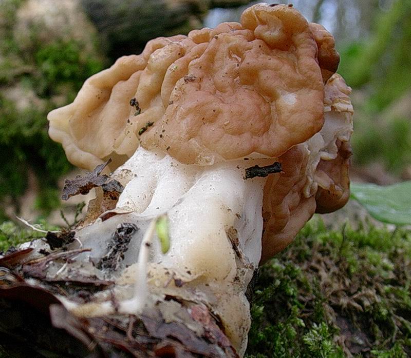 Gyromitra sp. (cfr G. ticiniana/G. gigas)