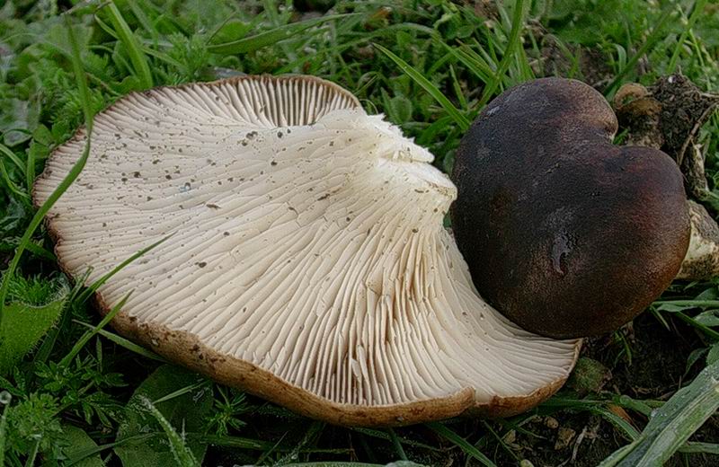 Pleurotus eryngii 15 04 05 (cardarello)