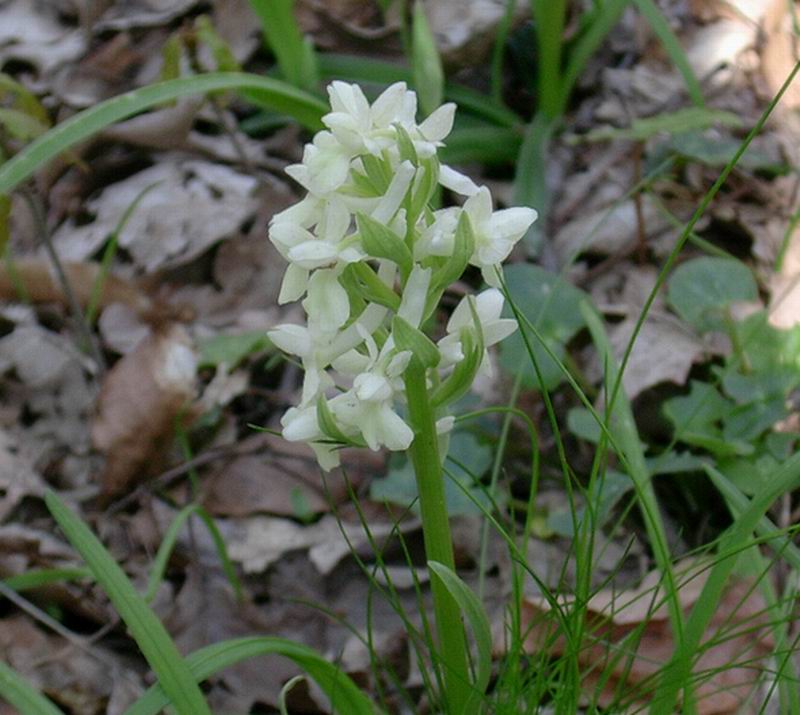 Dactylorhiza romana e Orchis purpurea