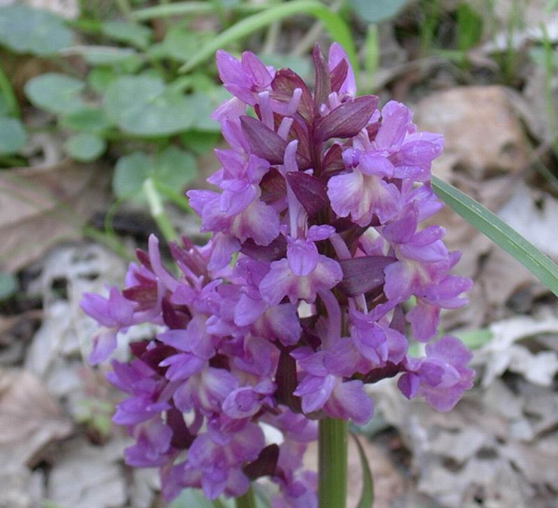 Dactylorhiza romana e Orchis purpurea