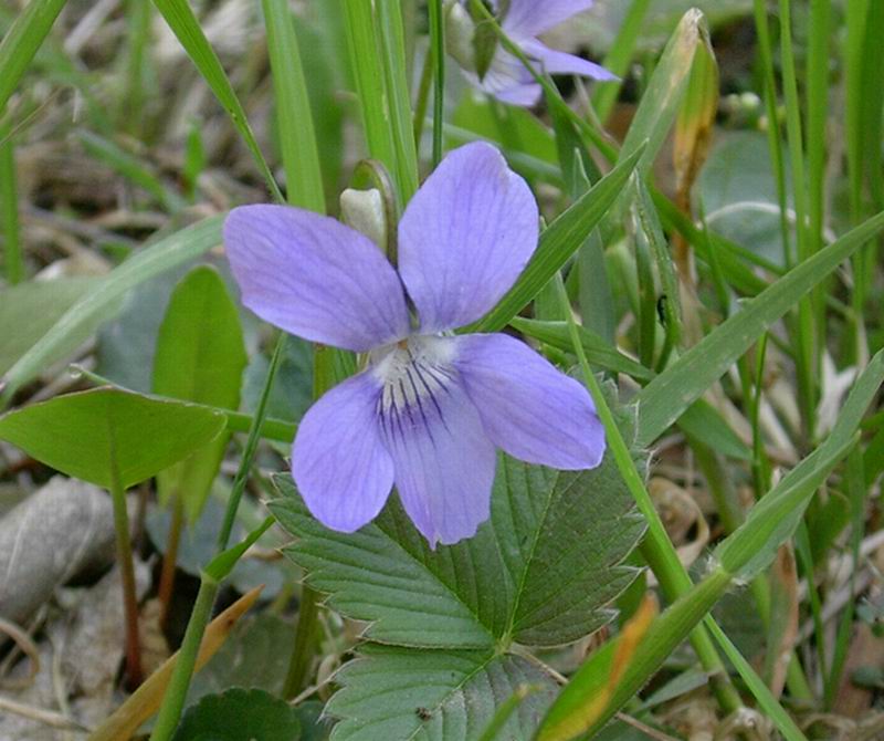 Viola sp., Plantago argentea, Cardamine pentaphylla,  Narcissus poeticus