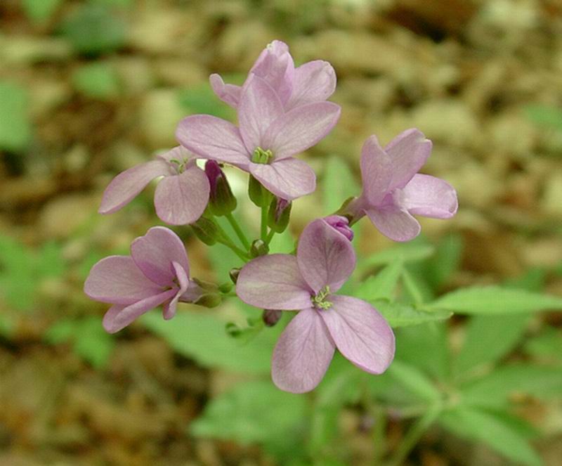 Viola sp., Plantago argentea, Cardamine pentaphylla,  Narcissus poeticus