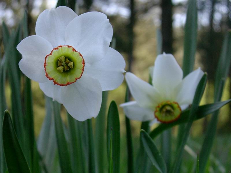 Viola sp., Plantago argentea, Cardamine pentaphylla,  Narcissus poeticus