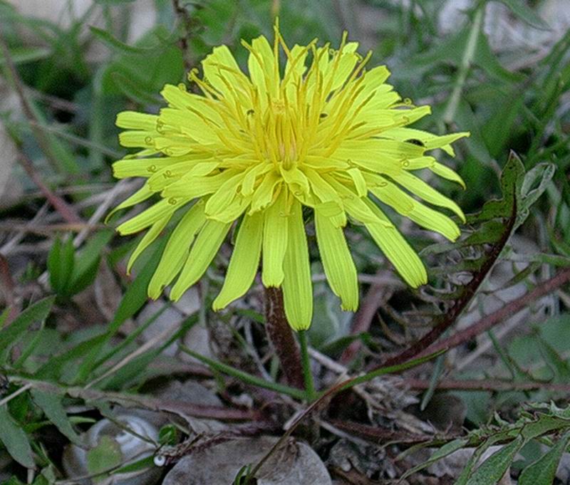 Crepis, muscari, anemone e favagello