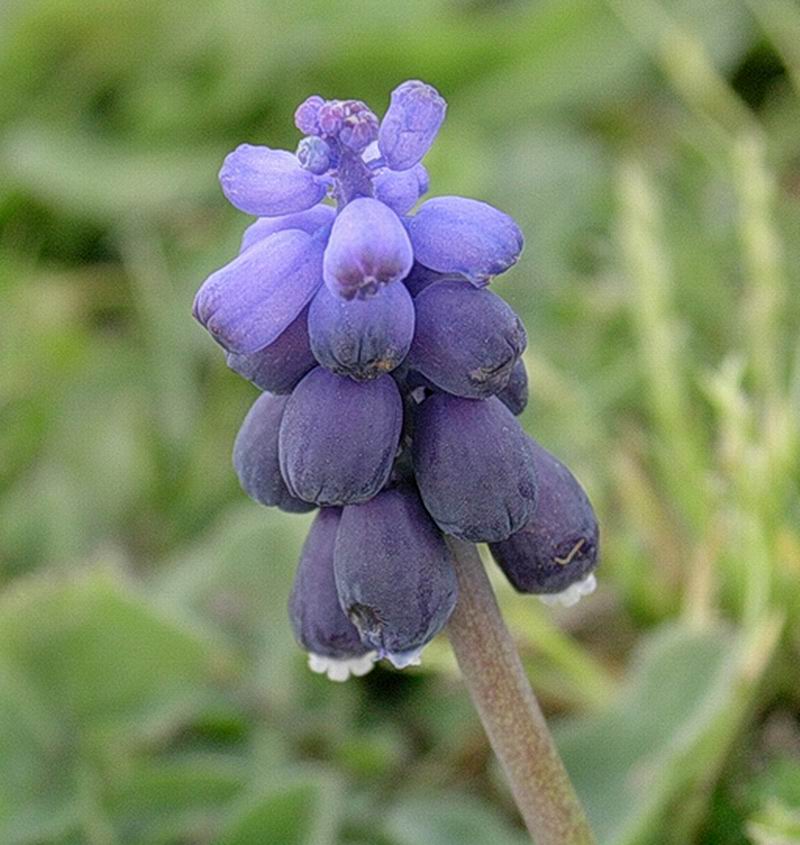 Crepis, muscari, anemone e favagello