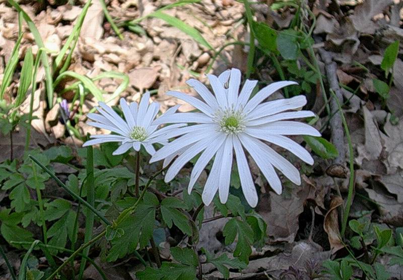 Crepis, muscari, anemone e favagello