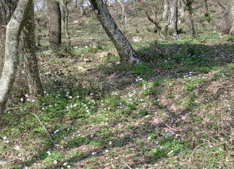 Crepis, muscari, anemone e favagello