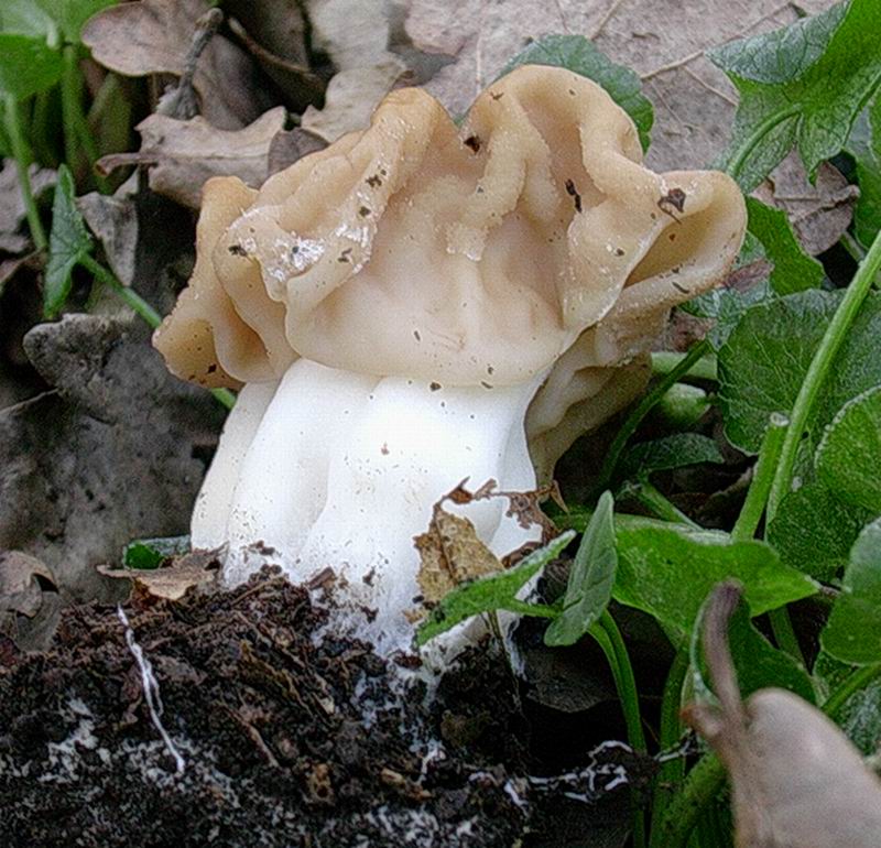 Gyromitra sp. (cfr G. ticiniana/G. gigas)