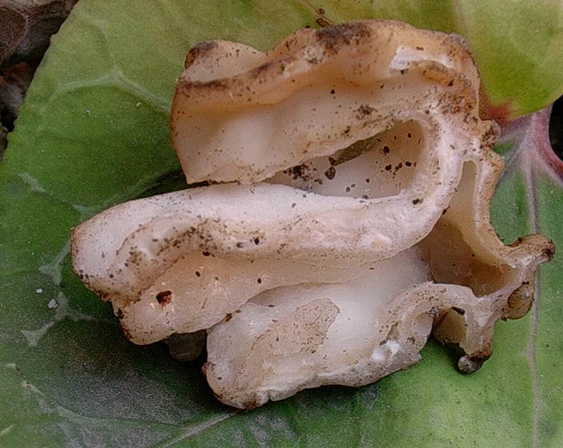 Gyromitra sp. (cfr G. ticiniana/G. gigas)