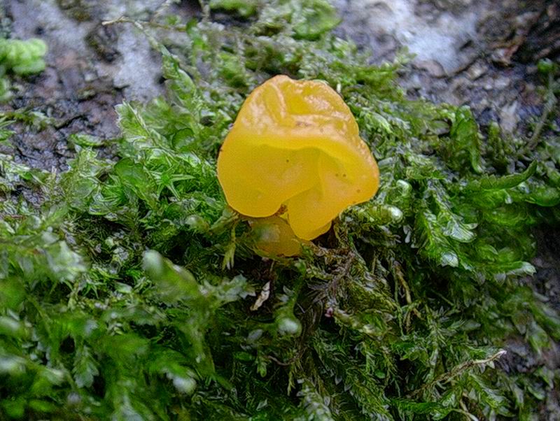 Tremella mesenterica 09 04 05