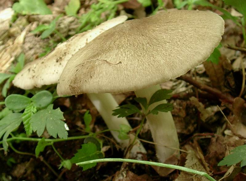 Megacollybia platyphylla 14.05.05