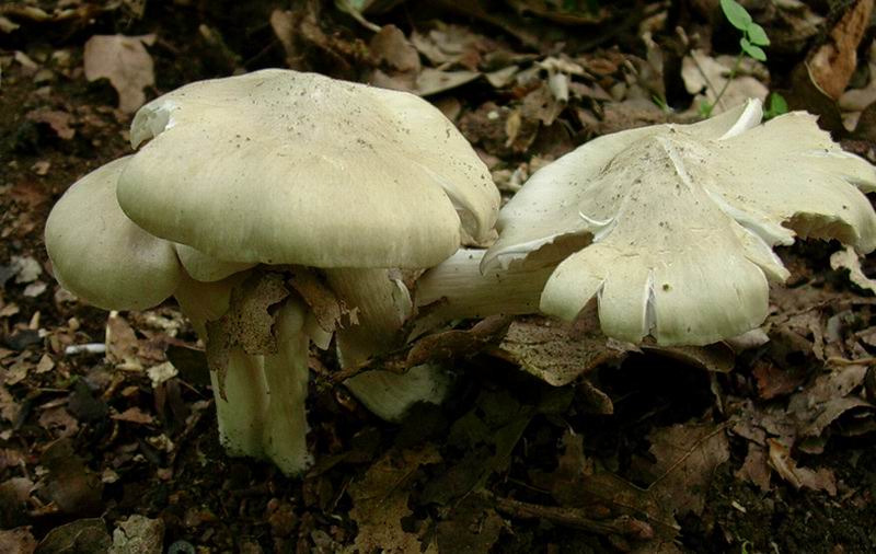 Megacollybia platyphylla 14.05.05