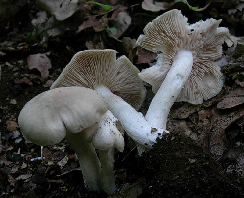 Megacollybia platyphylla 14.05.05