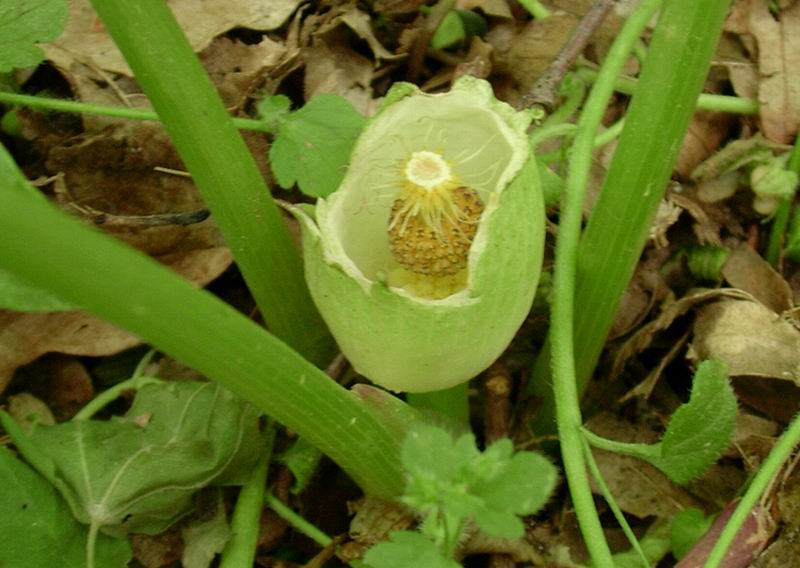 Arum italicum