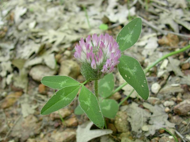 Trifolium pratense / Trifoglio dei prati