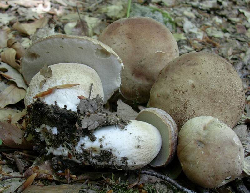 24.05.05 PORCINI (Lazio, Monti della Tolfa)