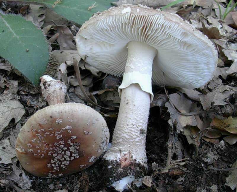 amanita 24.05.05