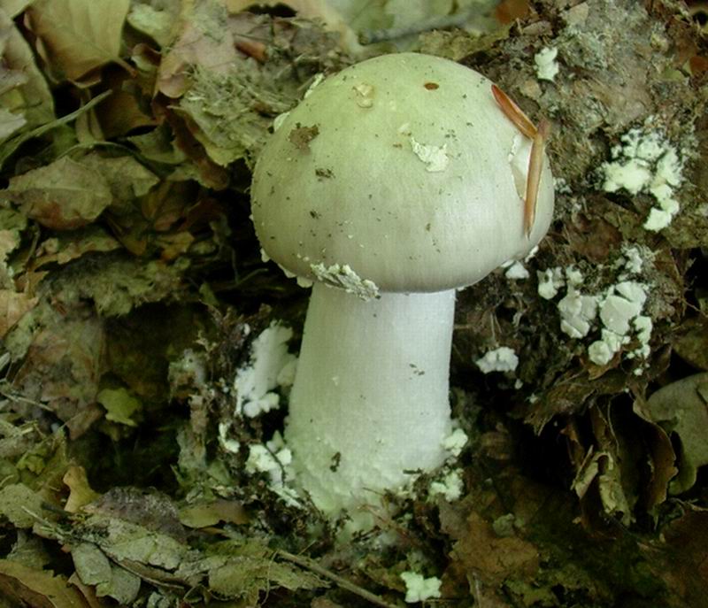 amanita 27.05 con quirino