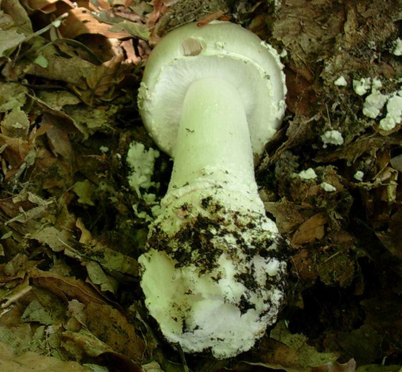 amanita 27.05 con quirino