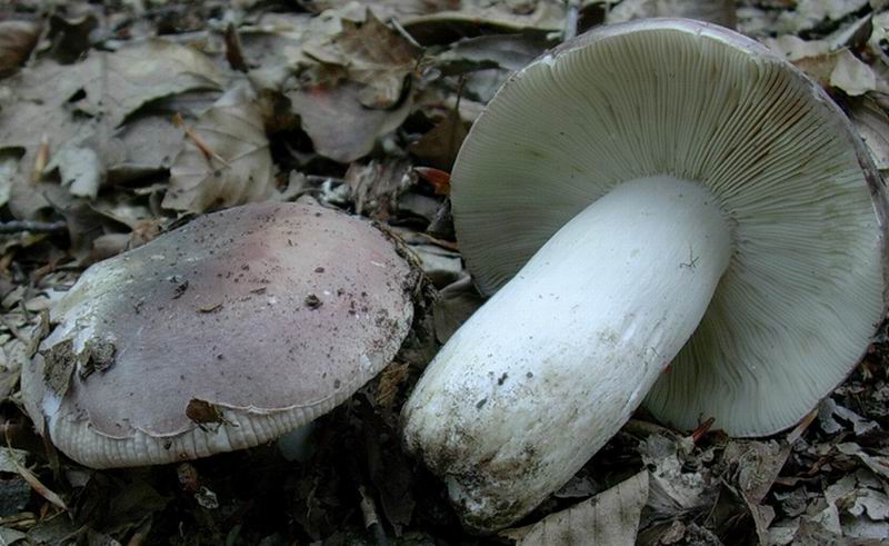 Russula vesca