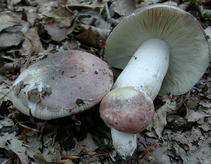 Russula vesca