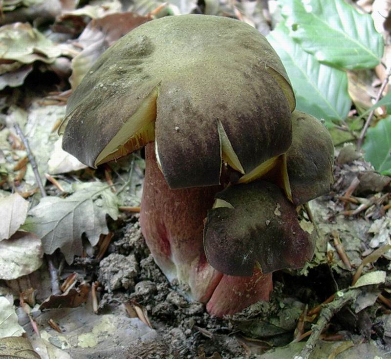 ...boletus erythropus