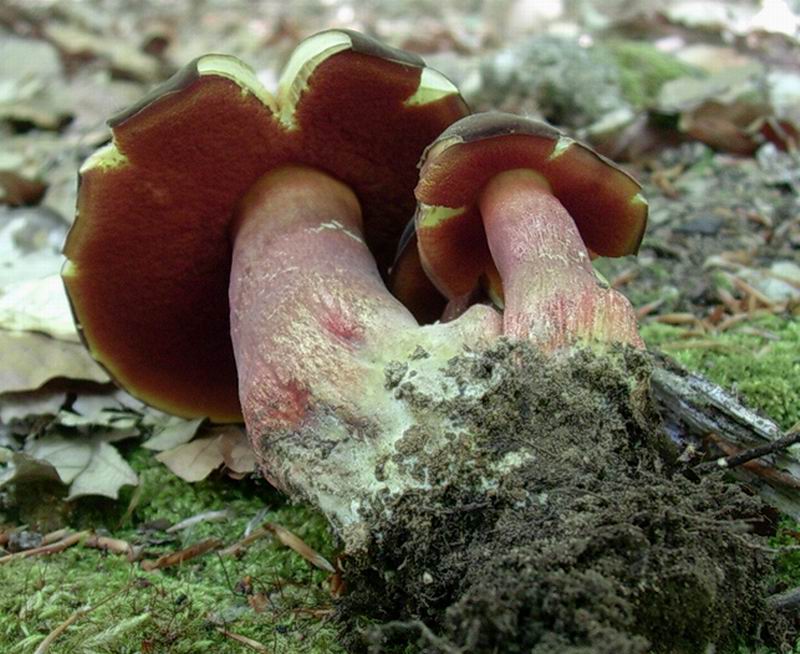 ...boletus erythropus