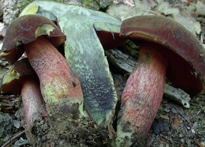 ...boletus erythropus