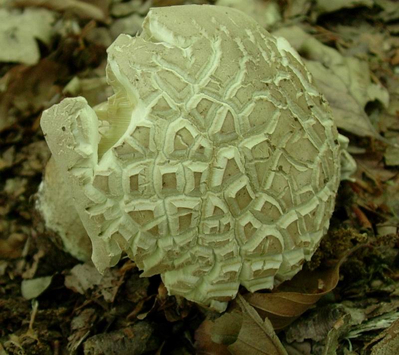 ...Boletus aestivalis