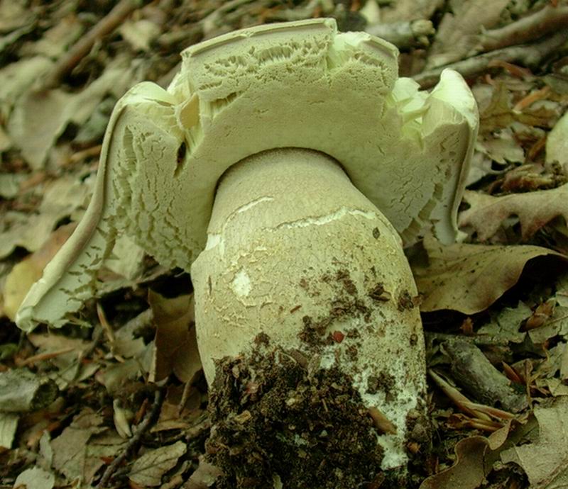 ...Boletus aestivalis