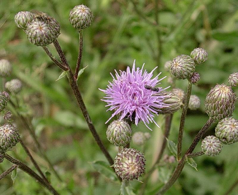 Cirsium arvense, Viola tricolor e Campanula persicifolia