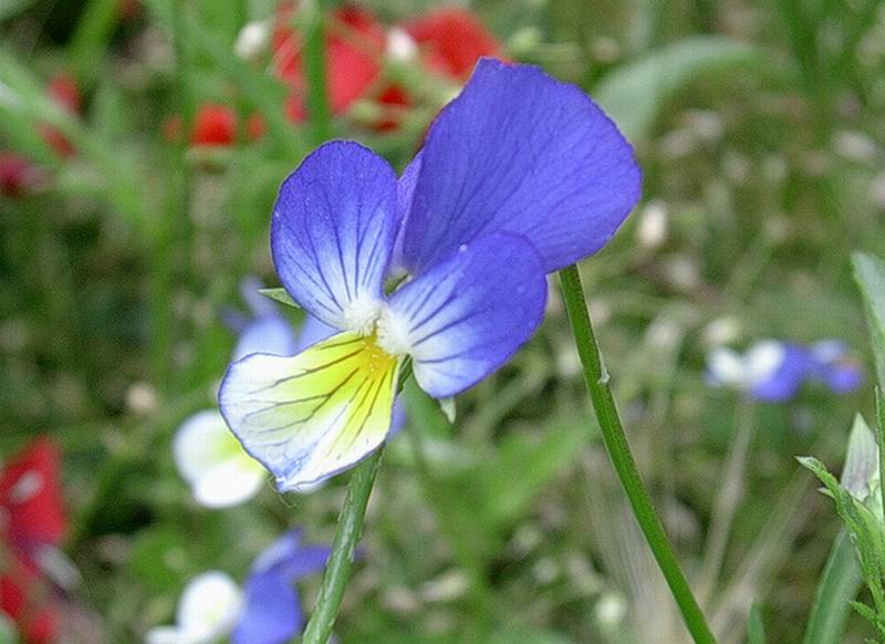 Cirsium arvense, Viola tricolor e Campanula persicifolia