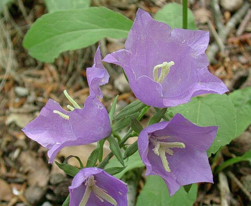 Cirsium arvense, Viola tricolor e Campanula persicifolia