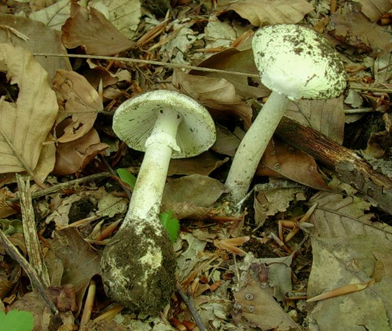 amanita phalloide 10.06.05