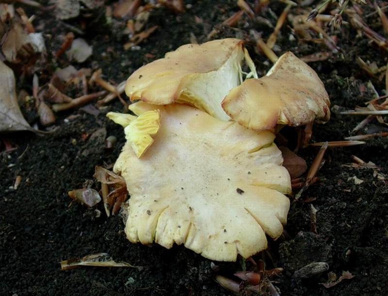 Cantharellus cibarius