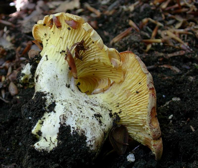 Cantharellus cibarius