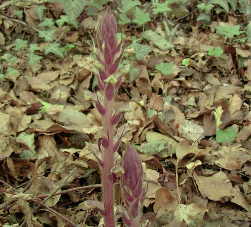 Orobanche sp.?