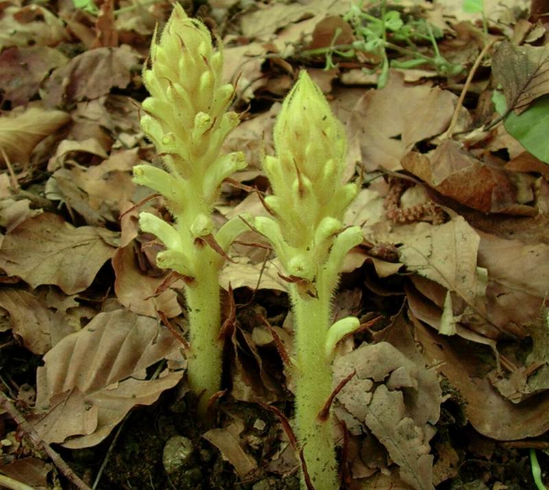 Orobanche sp.?