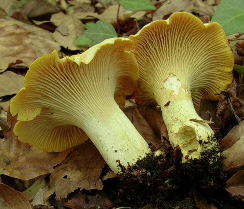 Cantharellus cibarius 17.06.05