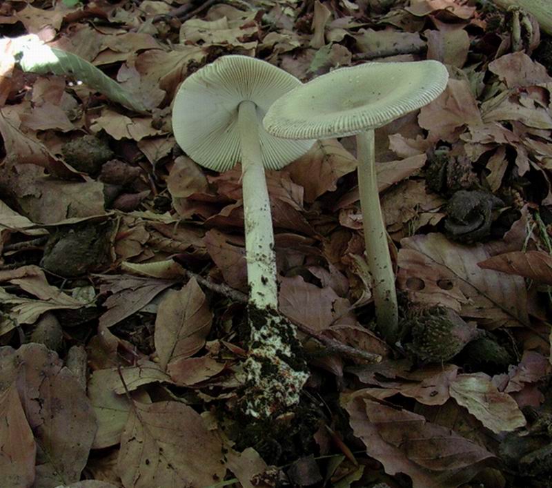 amanita 17.06