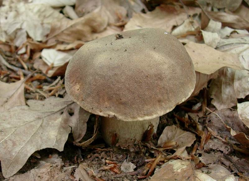 porcini  31.05.05 (Boletus reticulatus)