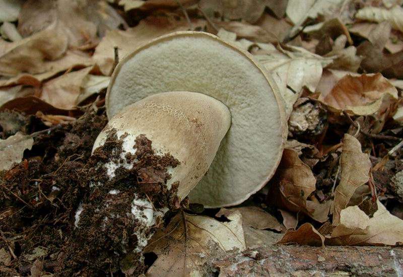 porcini  31.05.05 (Boletus reticulatus)