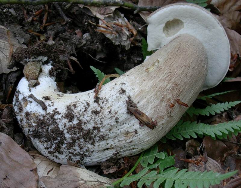 porcini  31.05.05 (Boletus reticulatus)