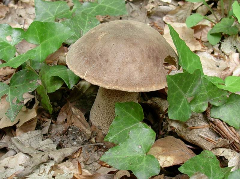 porcini  31.05.05 (Boletus reticulatus)