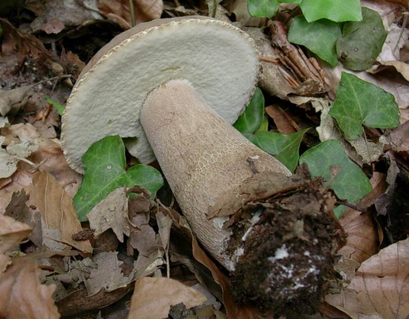 porcini  31.05.05 (Boletus reticulatus)