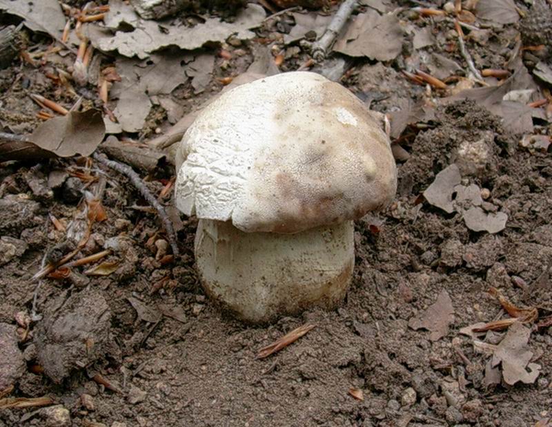 porcini  31.05.05 (Boletus reticulatus)