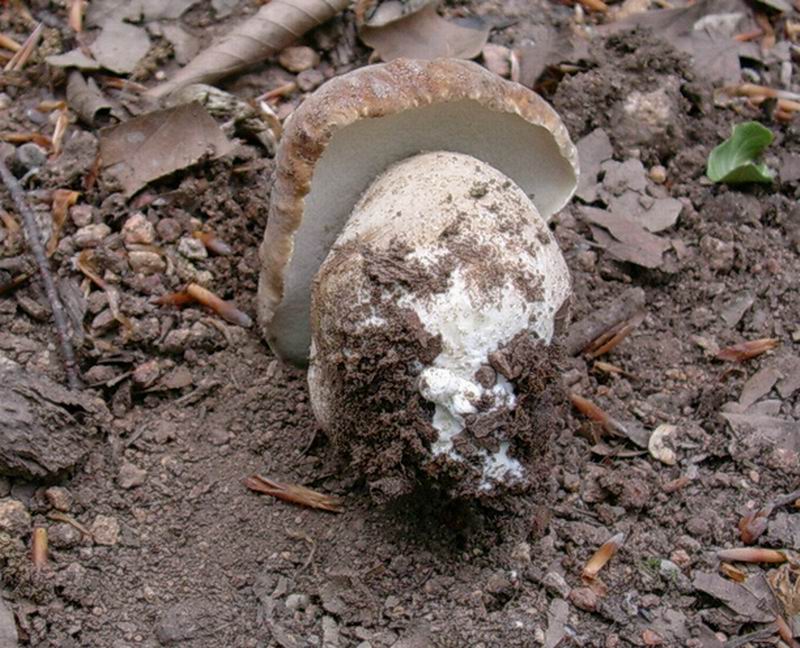 porcini  31.05.05 (Boletus reticulatus)