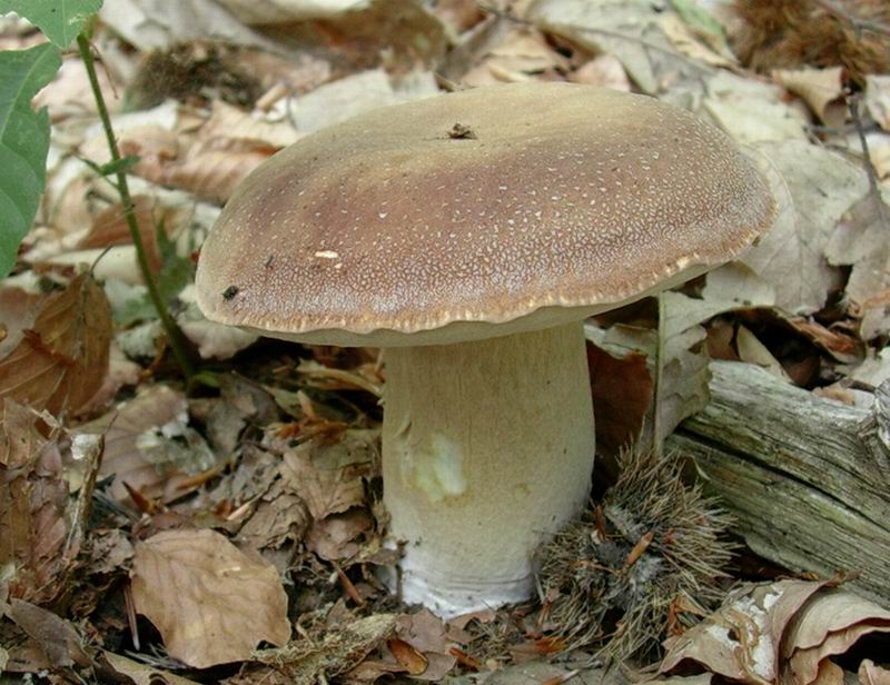 porcini  31.05.05 (Boletus reticulatus)