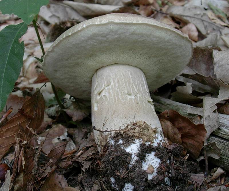 porcini  31.05.05 (Boletus reticulatus)